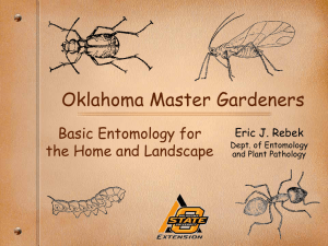 Insects Basics - Tulsa Master Gardeners