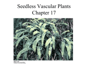 Seedless Vascular Plants