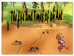 The Life and Times of an Ant