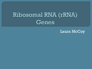 RRNA - Genomics and Bioinformatics @ Davidson