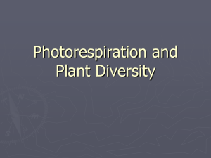 Photorespiration and Plant Diversity