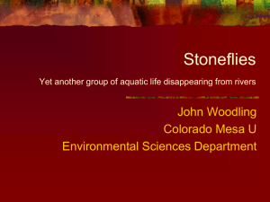 Stoneflies - Colorado Mesa University