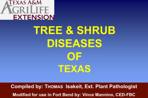Tree & Shrub Diseases