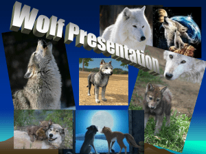 Wolf Presentation - Wolf Howl Animal Preserve