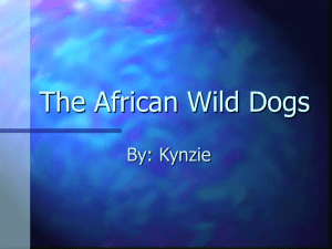 The African wild dogs
