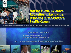 Marine Turtle By-catch Reduction in Long-line Fisheries - Eco