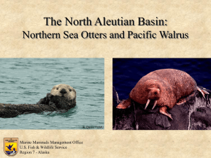 Northern Sea Otters and Pacific Walrus