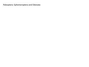 Ephemeroptera and Odonata