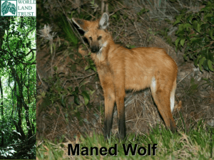 Maned Wolf - World Land Trust