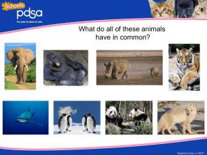 Endangered animal PowerPoint