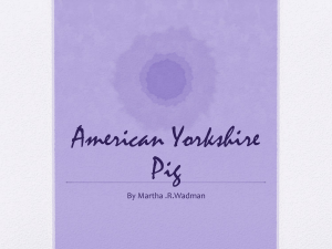 American yorkshire pig