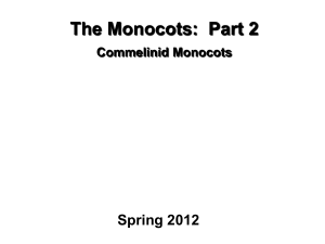 Commelinoid Monocots