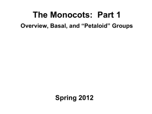 The Monocots
