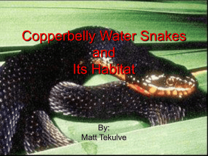 Water Snakes and Wetlands