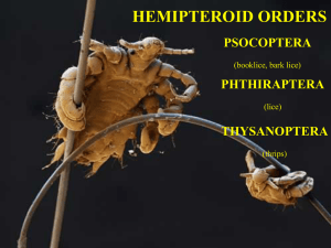Hemipteroids