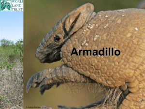 Armadillos - World Land Trust