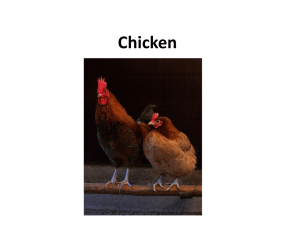 Chicken - Online Veterinary Anatomy Museum