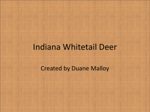 Indiana Whitetail Deer