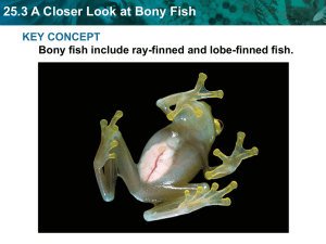 25.3 A Closer Look at Bony Fish