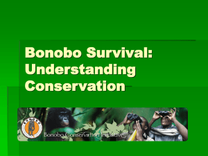 Bonobo Survival - Bonobo Conservation Initiative