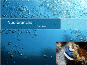 Nudibranchs- Powerpoint
