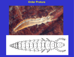 Protura (abdomen)