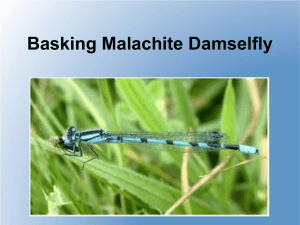 Basking Malachite Damselfly
