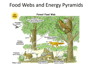 Food Web power point