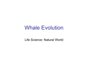 Whale Notes Review - CHS Science Department: Jay Mull