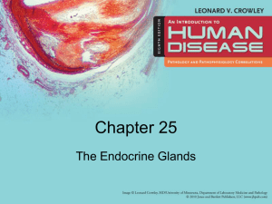 The_Endocrine_Glands
