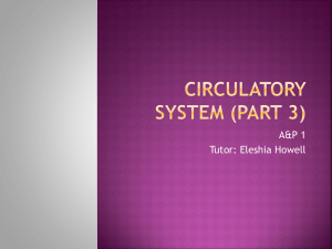 AAP_PowerPoint_Circulatory_System_3