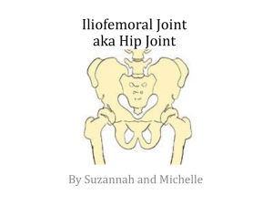 Iliofemoral Joint aka Hip Joint