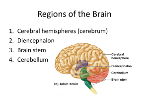 Regions of the Brain: Cerebrum