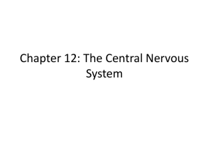 Chapter 12: The Central Nervous System