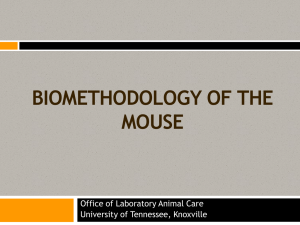 The Laboratory Rat - The University of Tennessee College of