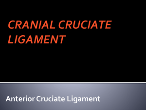 CRANIAL CRUCIATE LIGAMENT - Stage Road Animal Hospital