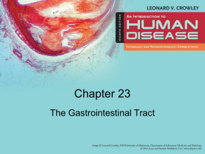 The_Gastrointestinal_Tract