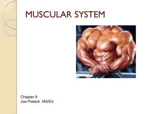 PPT09Chapter9MusclarSystems