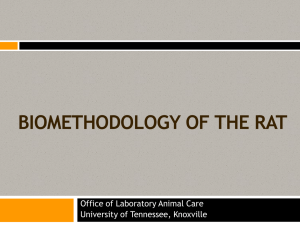 The Laboratory Rat - The University of Tennessee College of