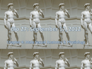 Bio 27: September 17, 2012 Chapter 4: Male Sexual Anatomy