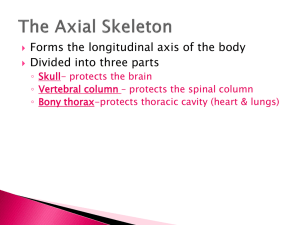 The+Axial+Skeleton