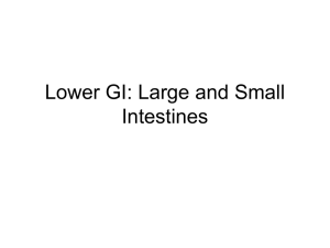 Lower GI: Large and Small Intestines