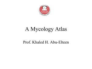 Lecture 19- Mycology Atlas