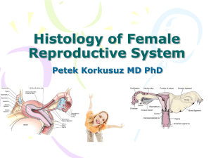 Development of Male and Female Reproductive System