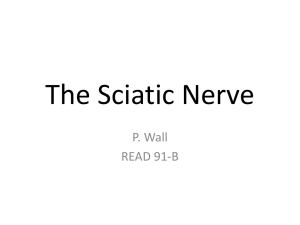 The Sciatic Nerve
