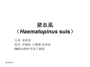 Haematopinus suis