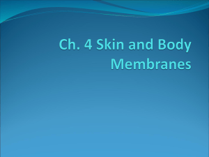 Ch. 4 Skin and Body Membranes
