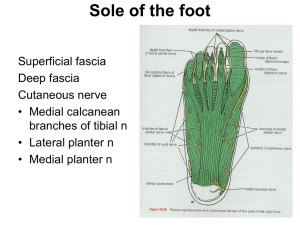 Sole of the foot