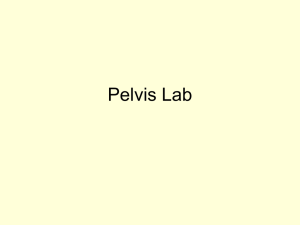 Pelvis Lab