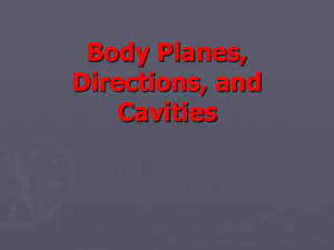 TPJ 3C1 Body Planes, Directions, and Cavities